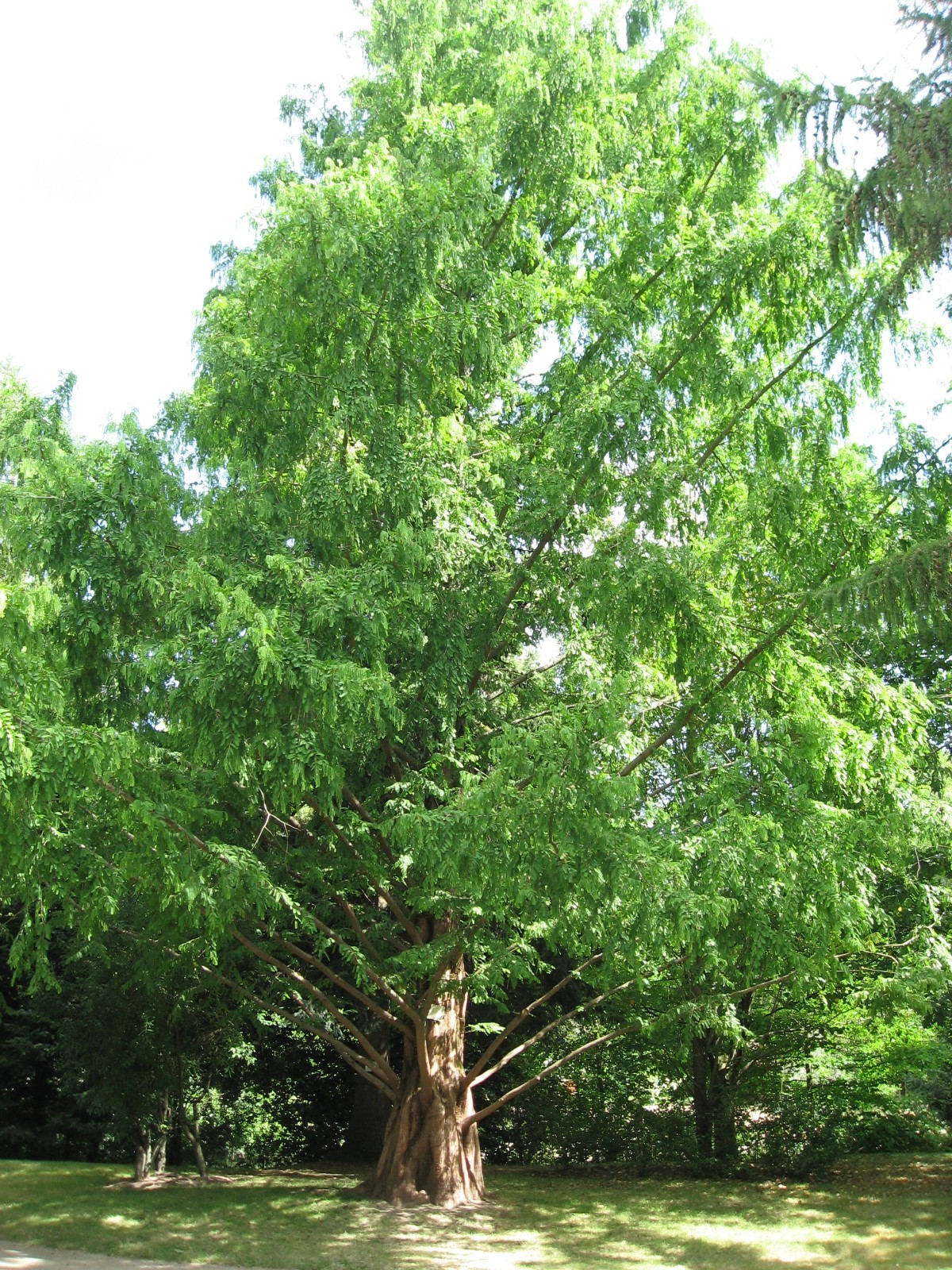 Dawn Redwood (Metasequoia glyptostroboides), 50 seeds