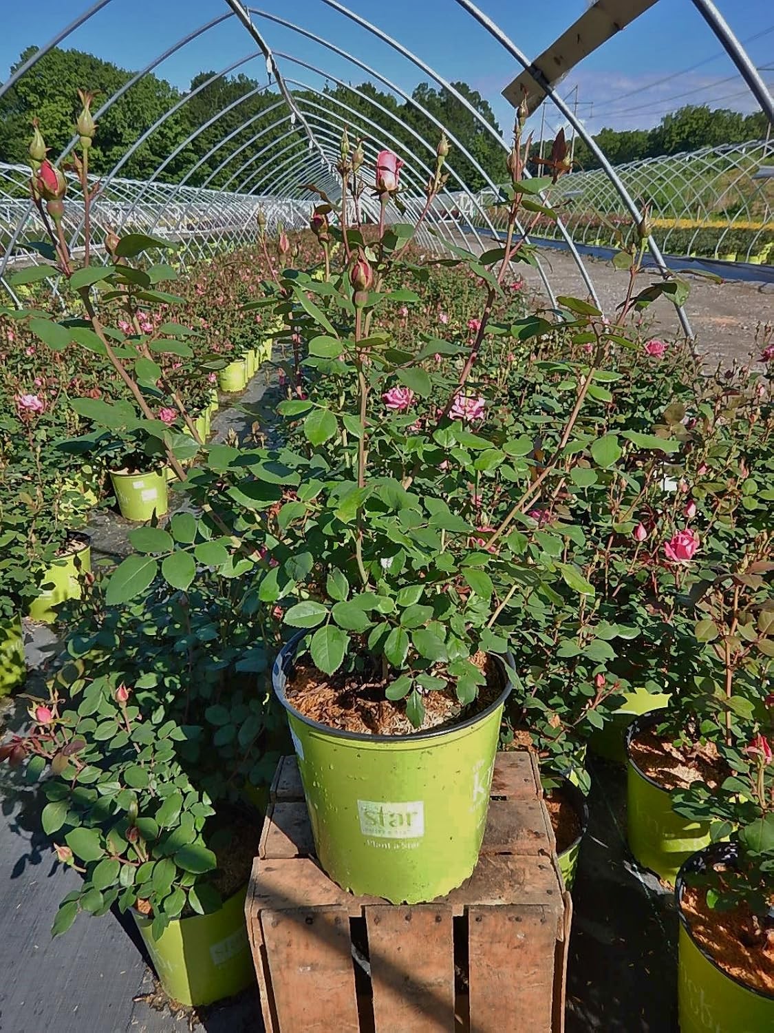 Green Promise Farms Rosa `Double Knock Out` (Reblooming) Rose, 3 Size Container,