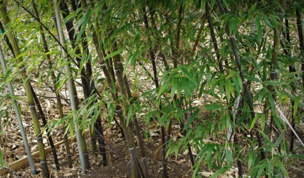 Black Bamboo True Phyllostachys Nigra Live Rhizome Bare Root Starter Plant