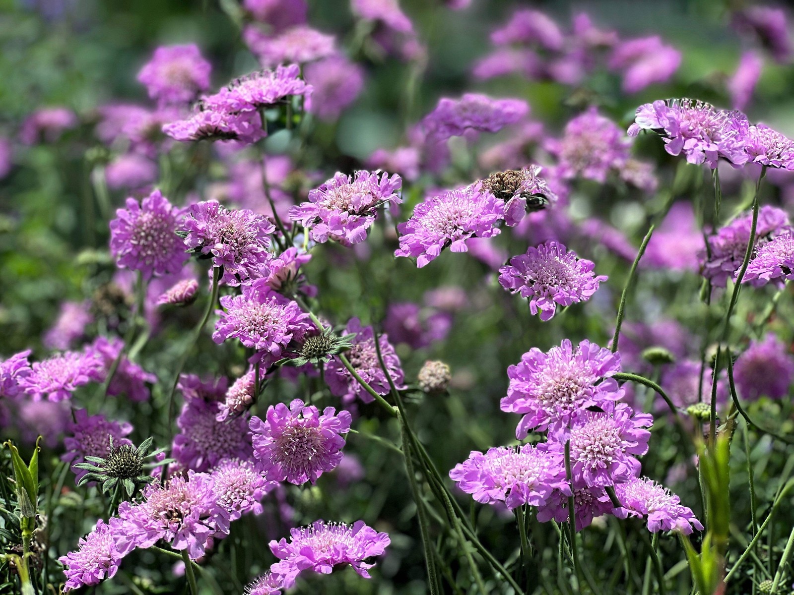 50 FINEST MIXED Colors SCABIOSA Atropurpurea Pin Cushion Flower Seeds