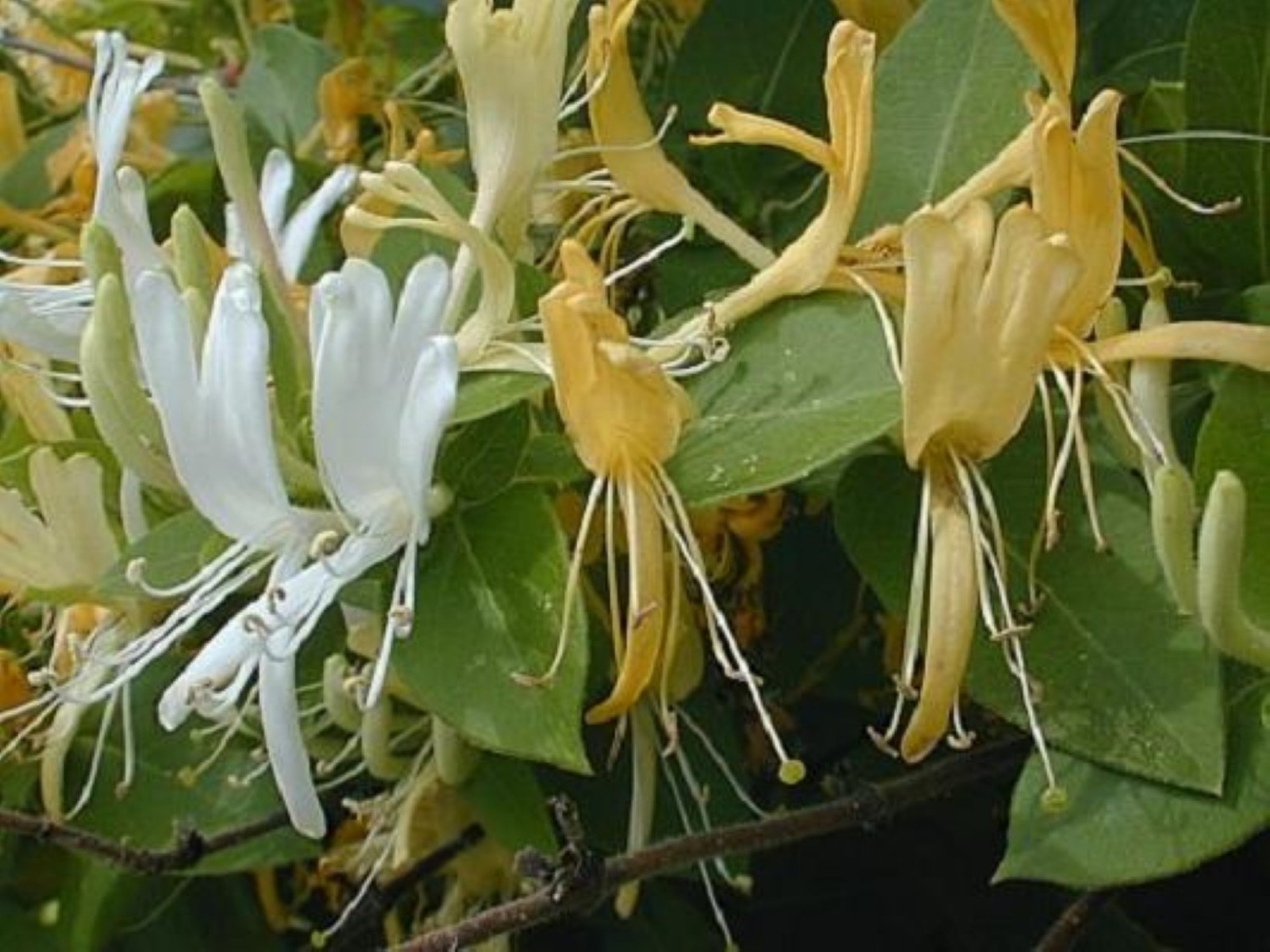 Exact plant Lonicera japonica bonsai (Japanese honeysuckle), 4-5 year old