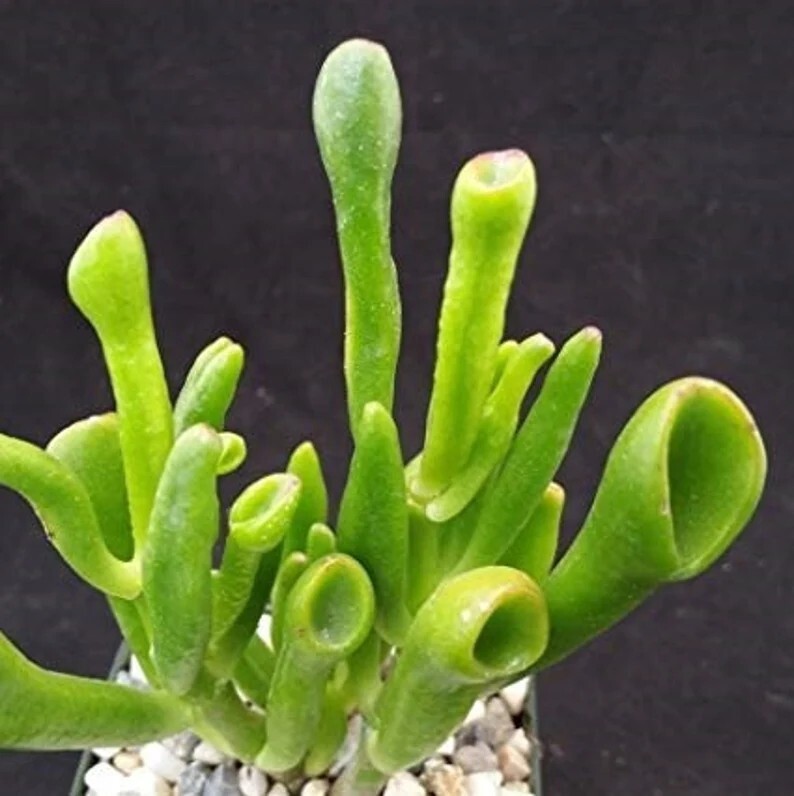 Mixed Succulent Plant Seeds , 50pcs/pack