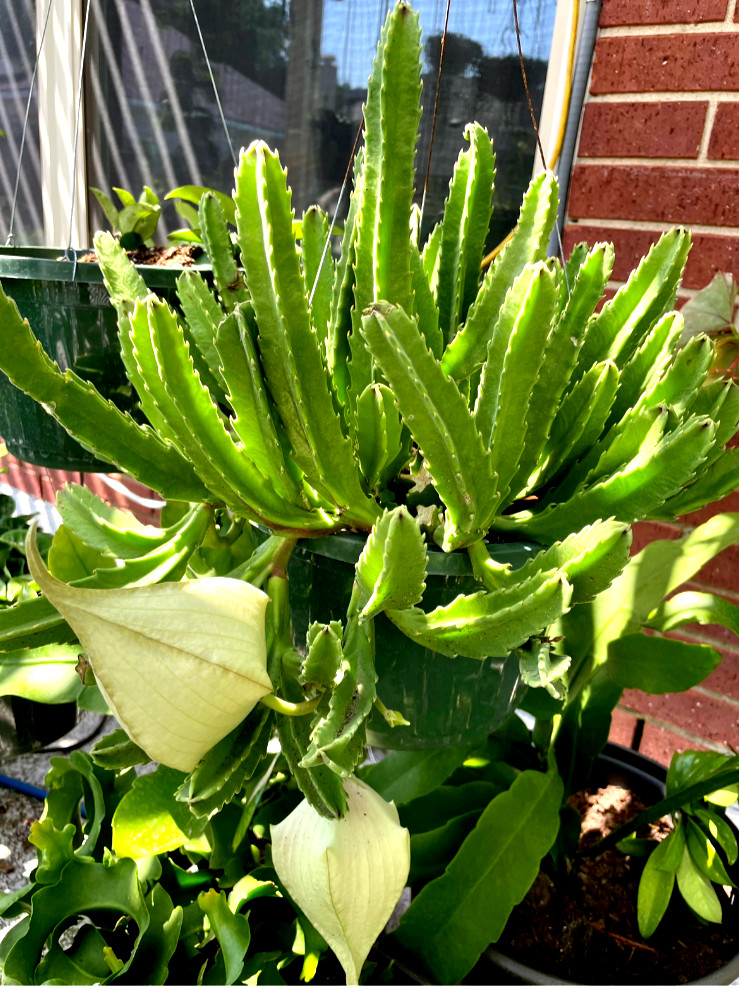 Ceropegia Species Carrion Flower, Carrion Plant, Starfish Plant in 6″ pot