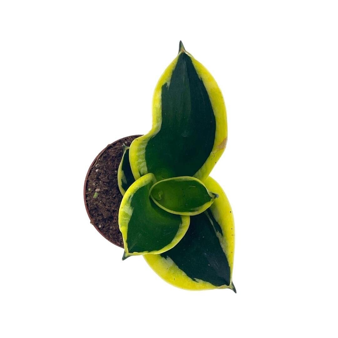 Black Gold Snakeplant, Green and Yellow Snake Plant, Variegated Sansevieria trif