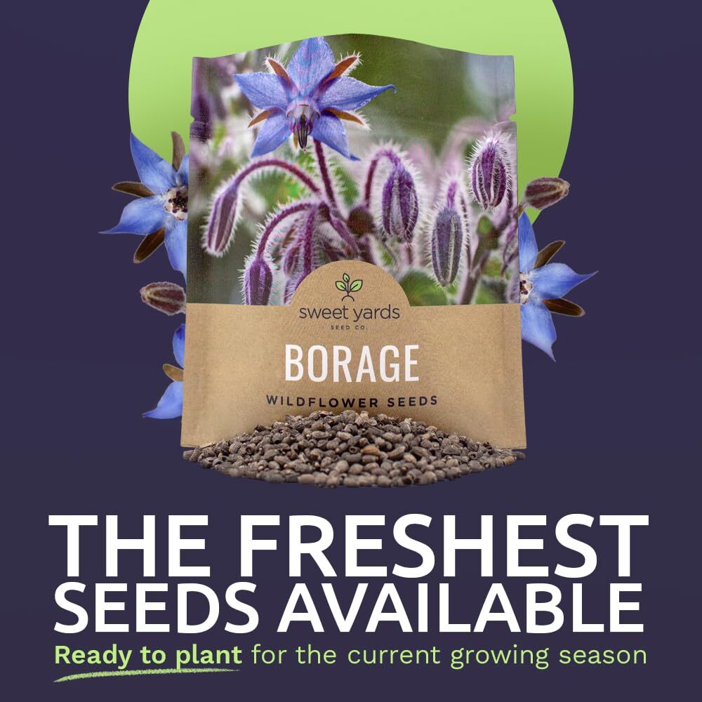 Borage Seeds – Extra Large Packet – Over 1200 Open Pollinated Non-GMO Wildflo…