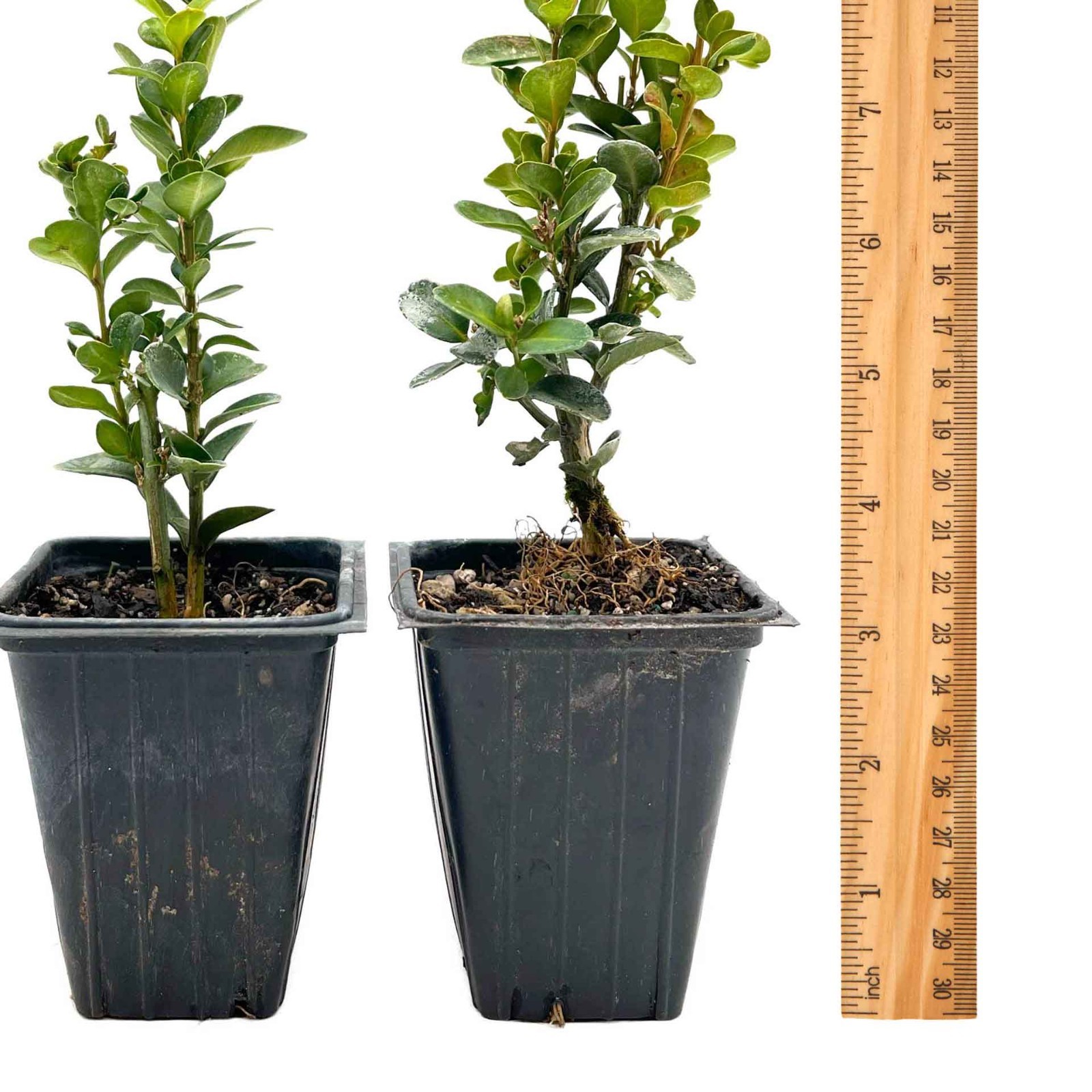 2 Highlander Boxwood Plants in 3.5″ Cube | Dense Evergreen Privacy Shrub (Buxus)