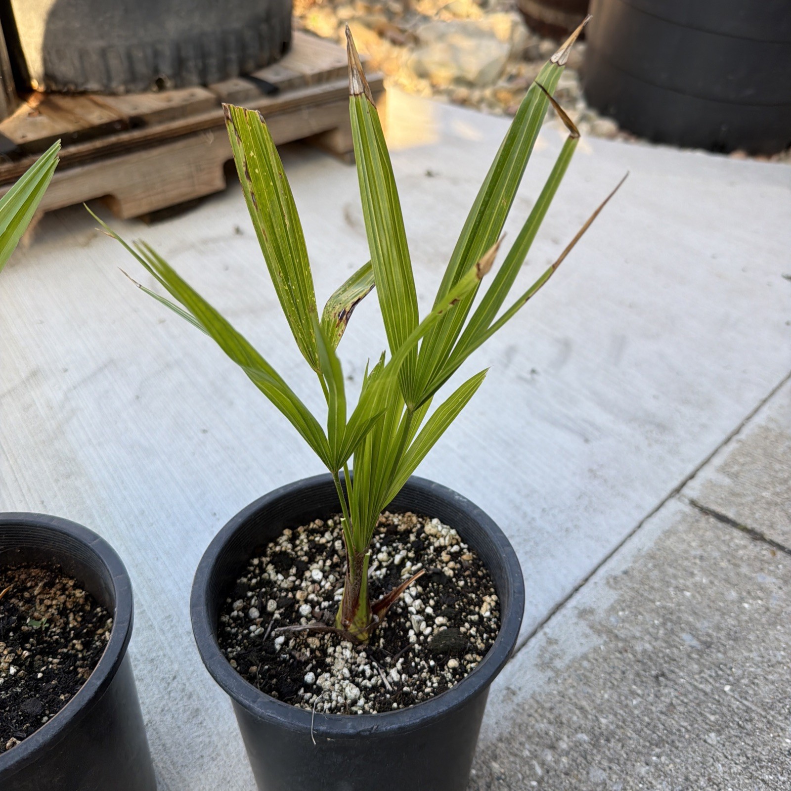 Windmill Palm 1 Gallon Pot 4 Pack