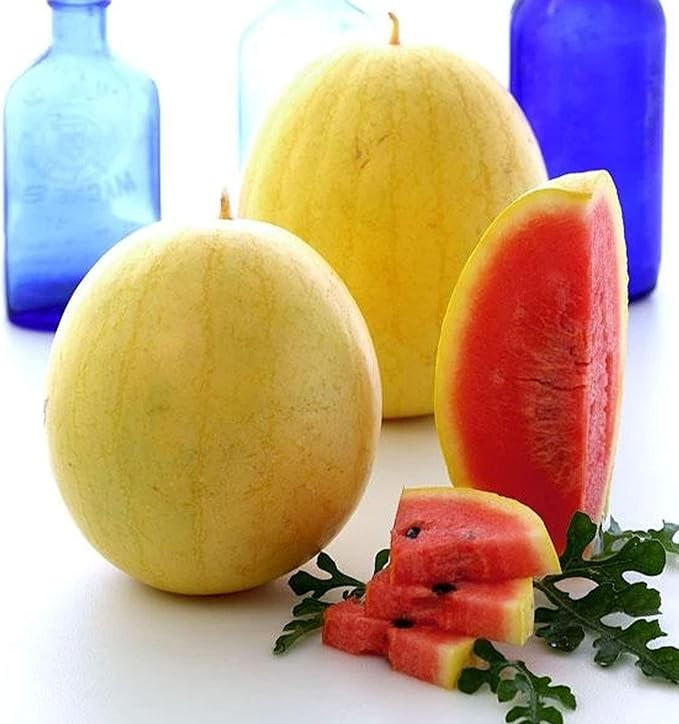12 Golden Midget Watermelon Seeds – Mini —- Heirloom — Non GMO — Organic