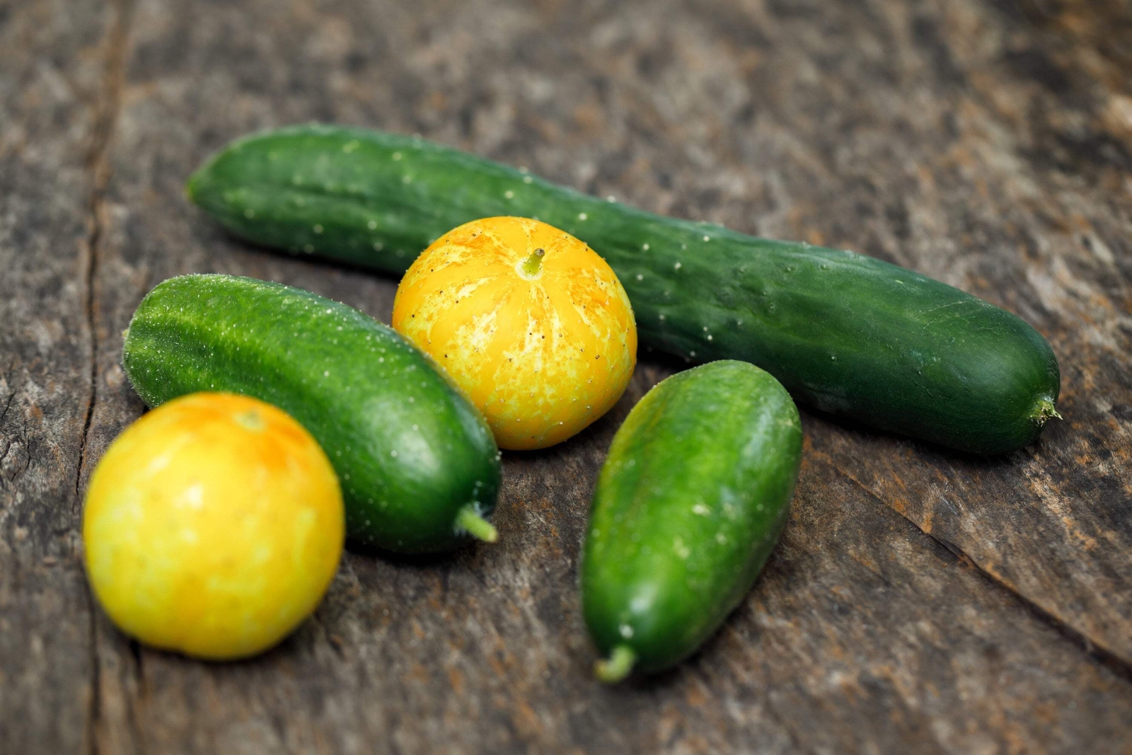 100 LEMON CUCUMBER Cucumis Sativus Fruit Vegetable Seeds *Combined S/H