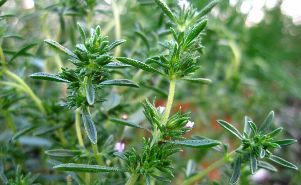 500+ Savory Seeds – Summer Savory – Herb Seeds – USA Grown – Non Gmo