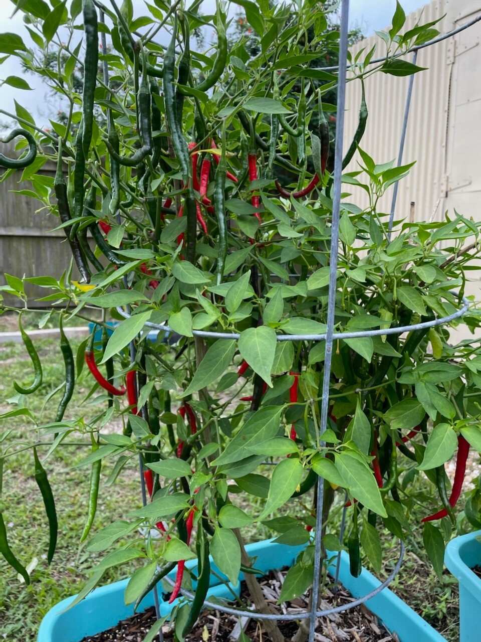 Hot Cayenne Pepper Seeds (30) | Heirloom & Non-GMO | ORGANIC