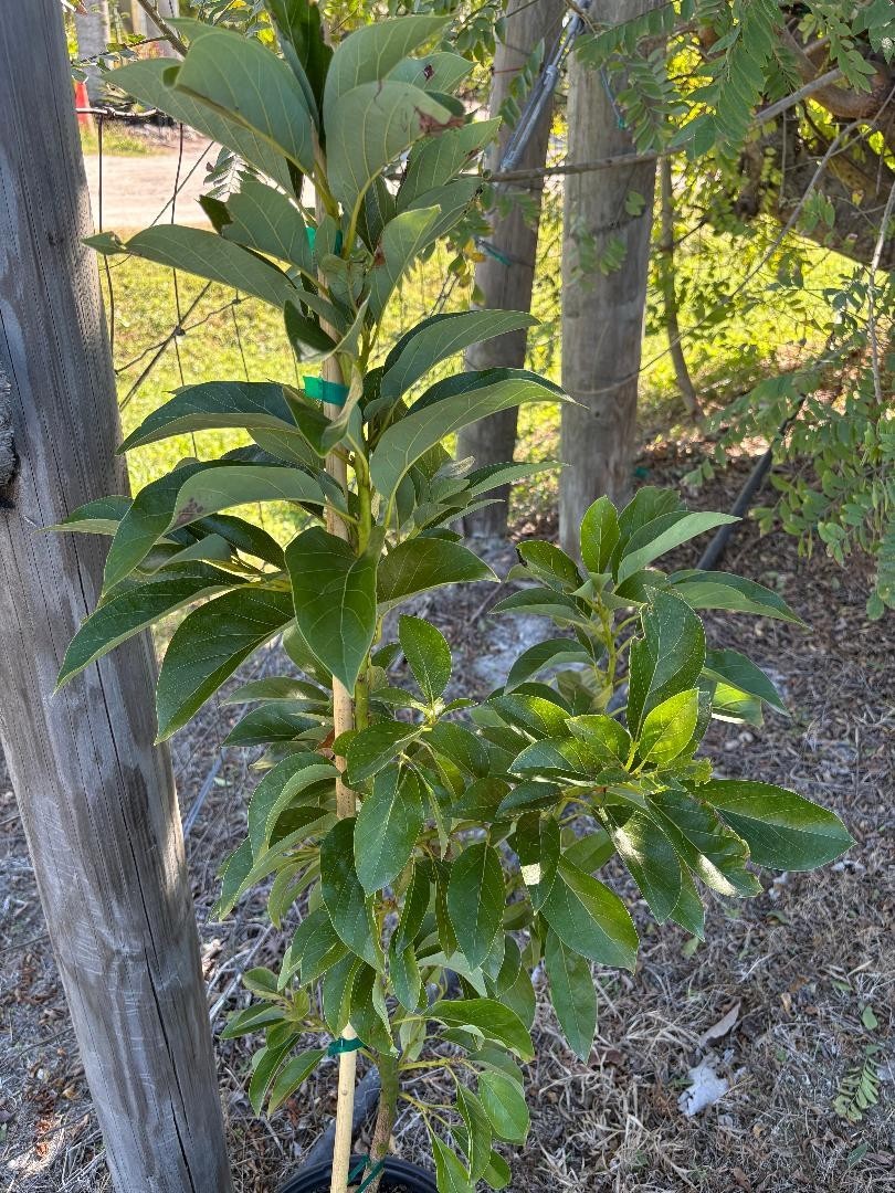 1GALGRAFTED DONNIE AVOCADO TREE (WEST INDIAN/TYPE A FLOWER MAY-JUNE) ZONES 9-11)