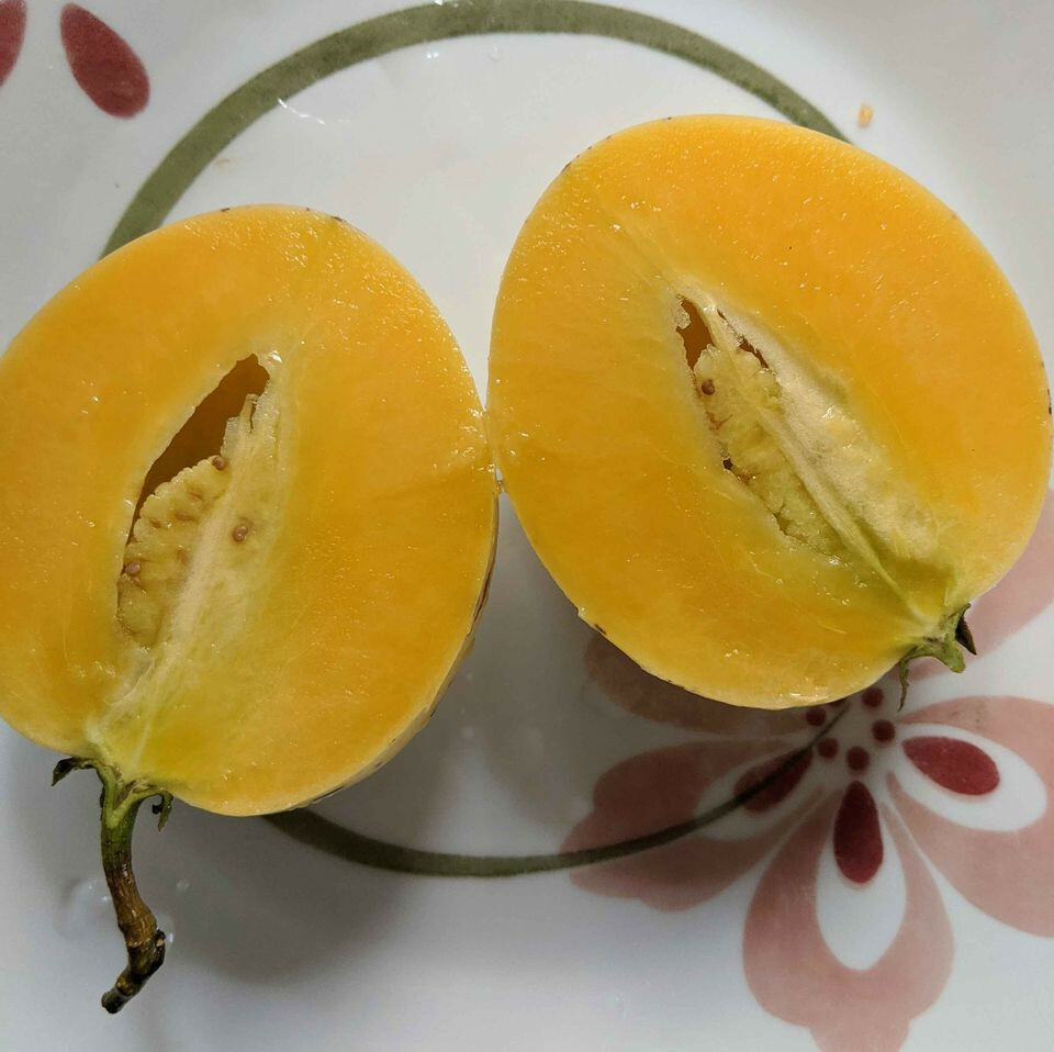 Solanum muricatum aka Pepino Melon Garden Melon Pear Sweet Cucumber 1 Live Plant