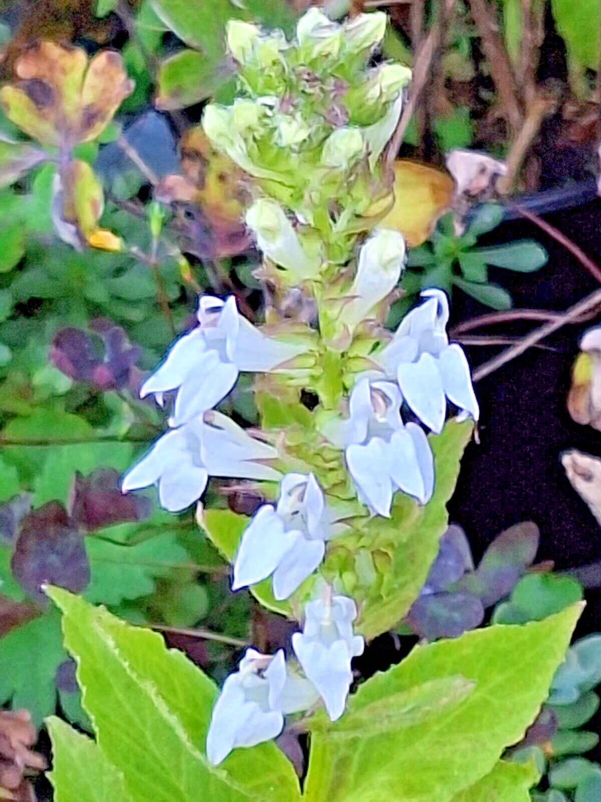 Giant white lobelia 253 SEEDS, LOBELIA SIPHILITICA hardy, EZ to grow, USA seller