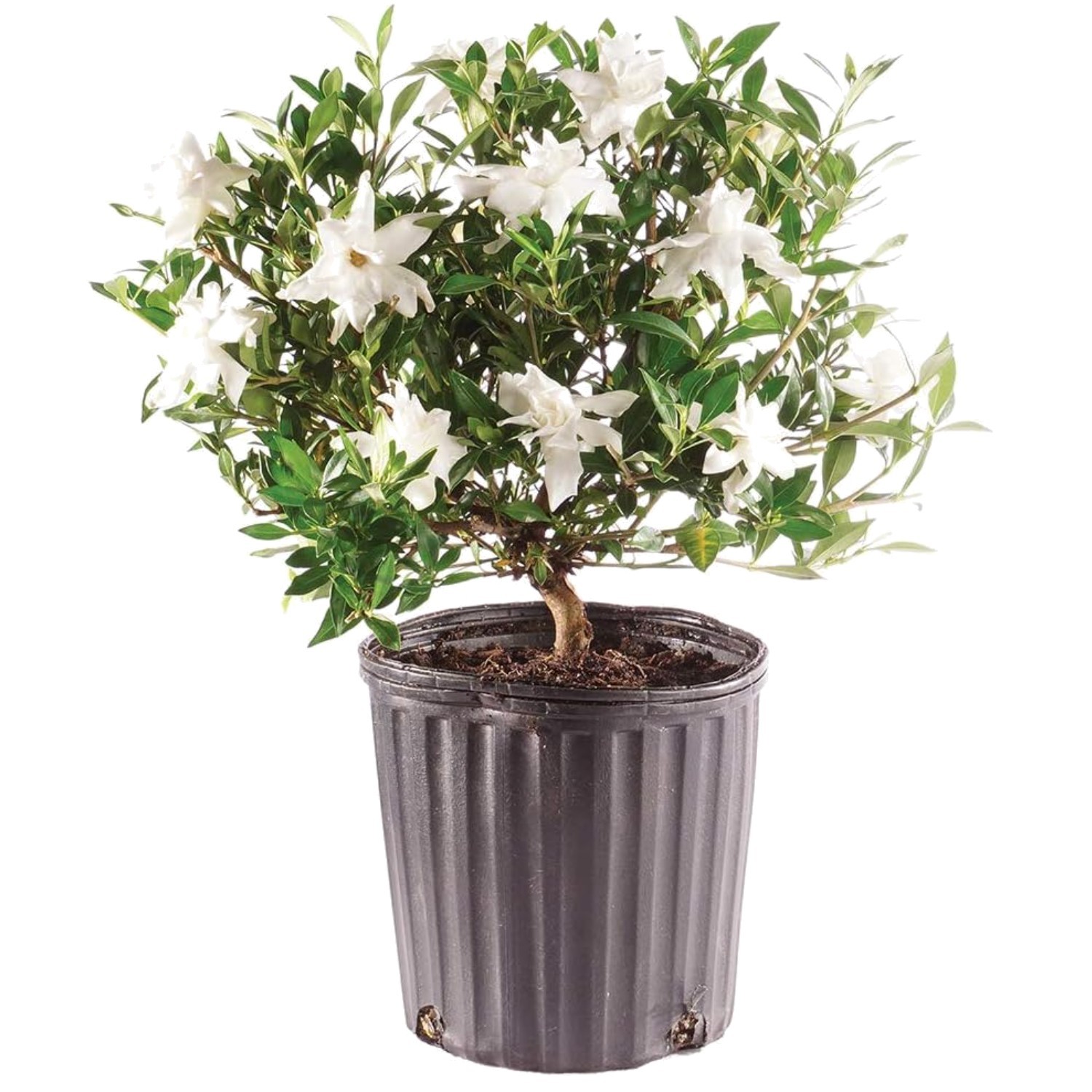 Bonsai Tree