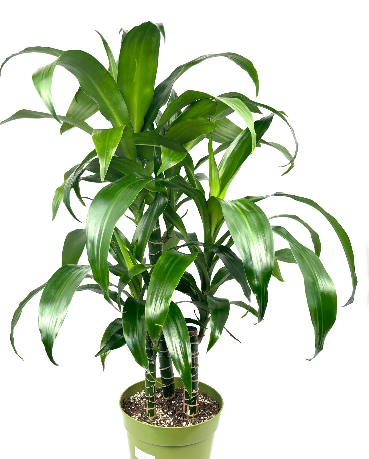 Dracaena Black Beauty Cane XL House Plants 3 Plants/Pot, 8″ Pot 2-3FT Tall
