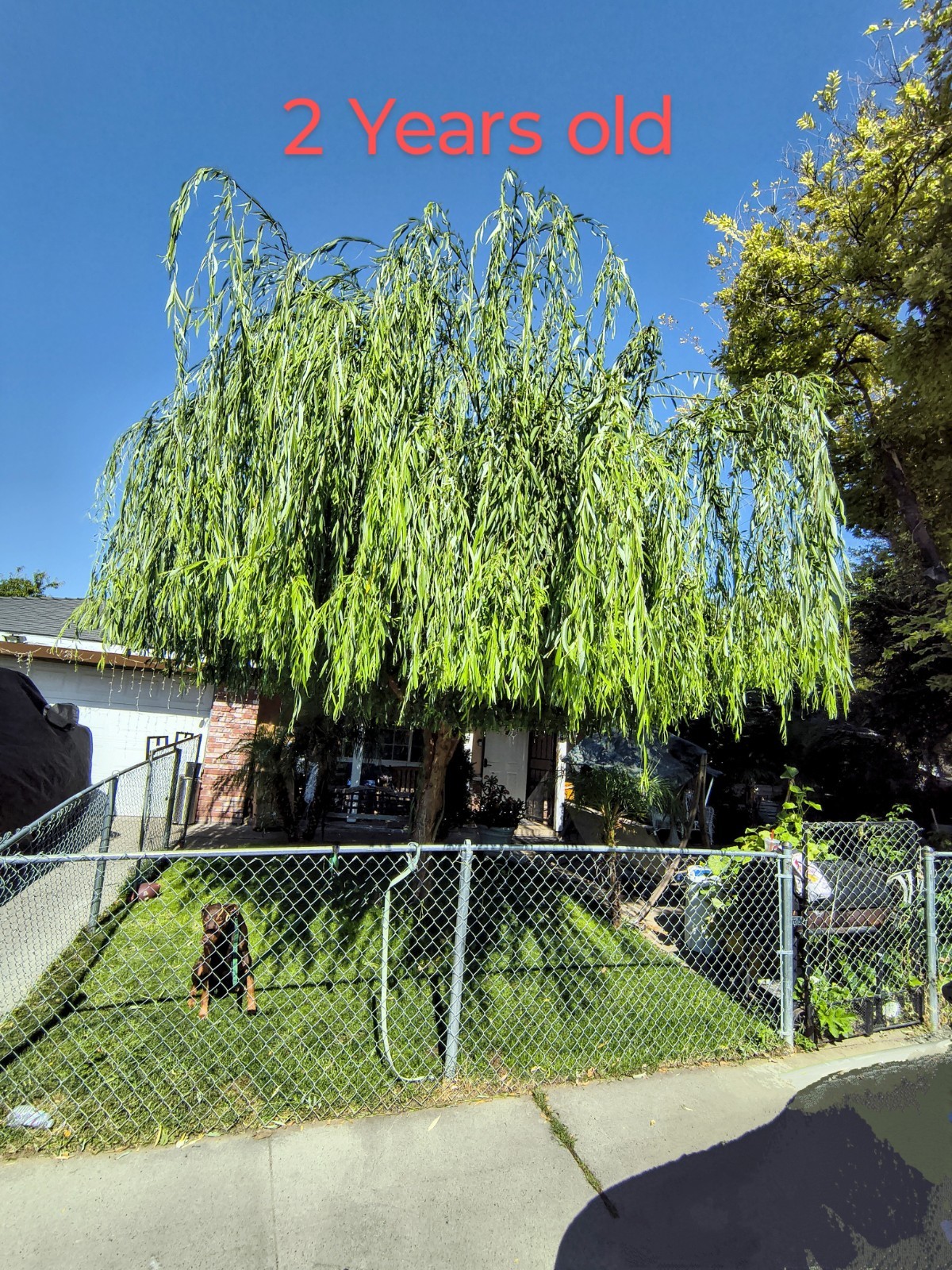 Weeping Willow Tree Fresh Cuttings Pack of 5 Salix Babylonica Tree Plus 1 Free