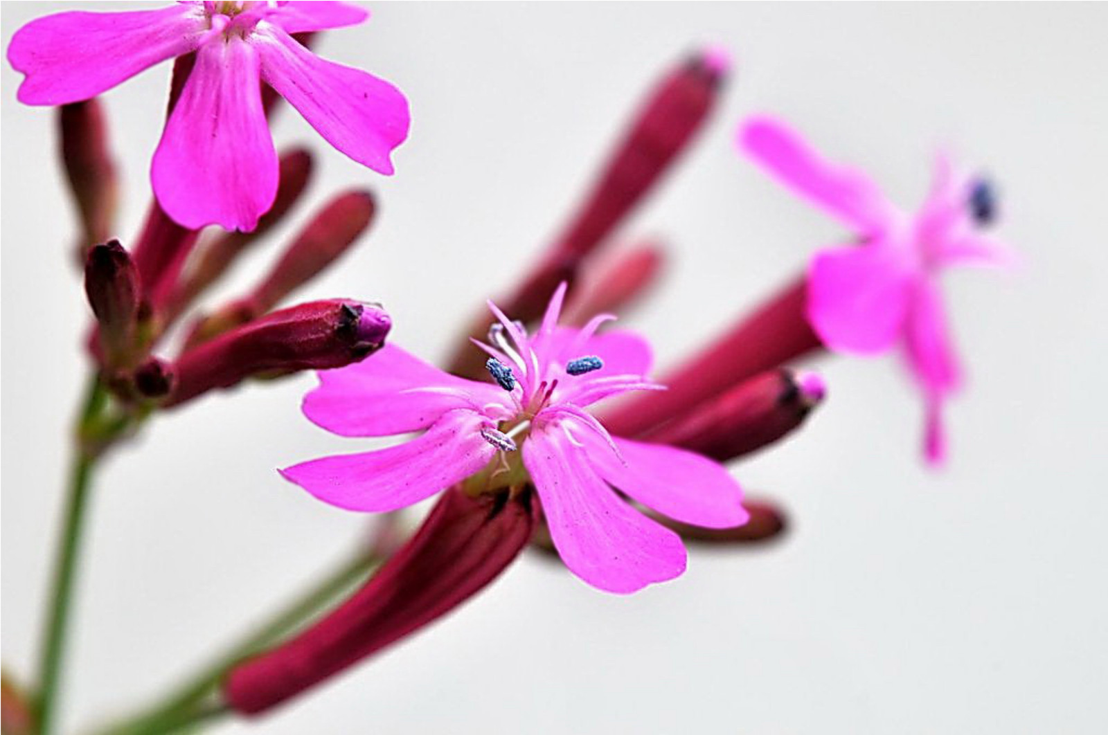 Silene Armeria – None so Pretty seed