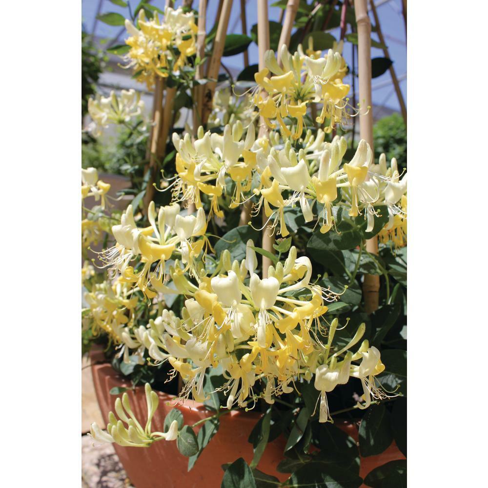 ~SCENTSATION~YELLOW Dutch HONEYSUCKLE VINE Lonicera japonica periclymenum