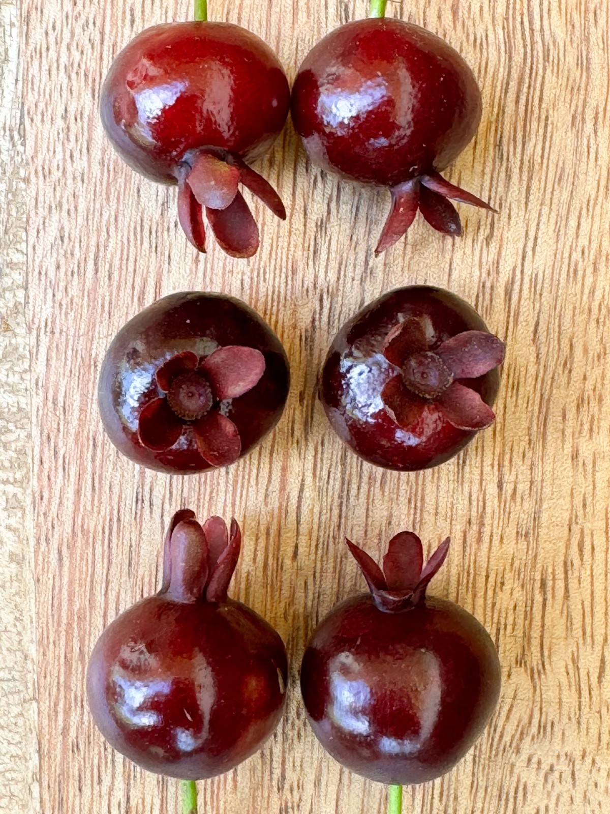 Dwarf Grumichama Eugenia Itaguehiensis Cherry Tropical Fruit Tree Starter plant