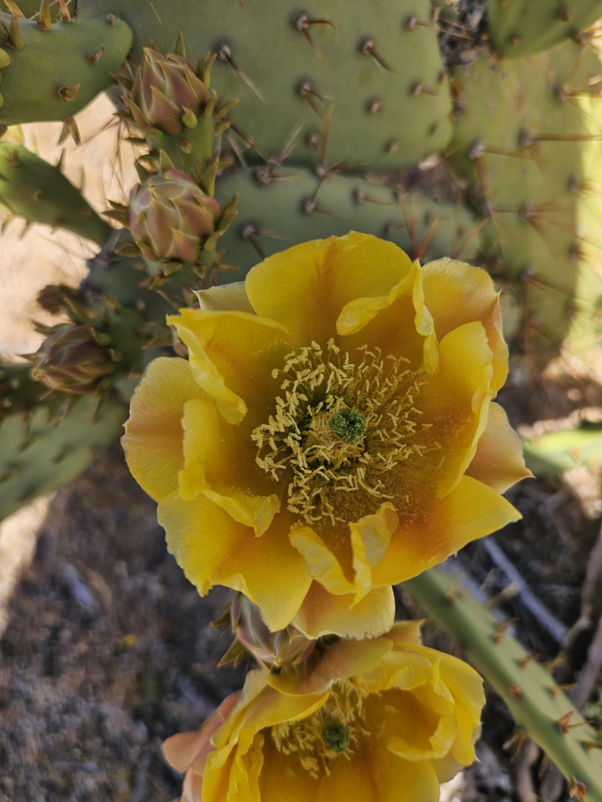 Opuntia Littoralis, Coastal Prickly Pear; 2 pads 4-7″ tall