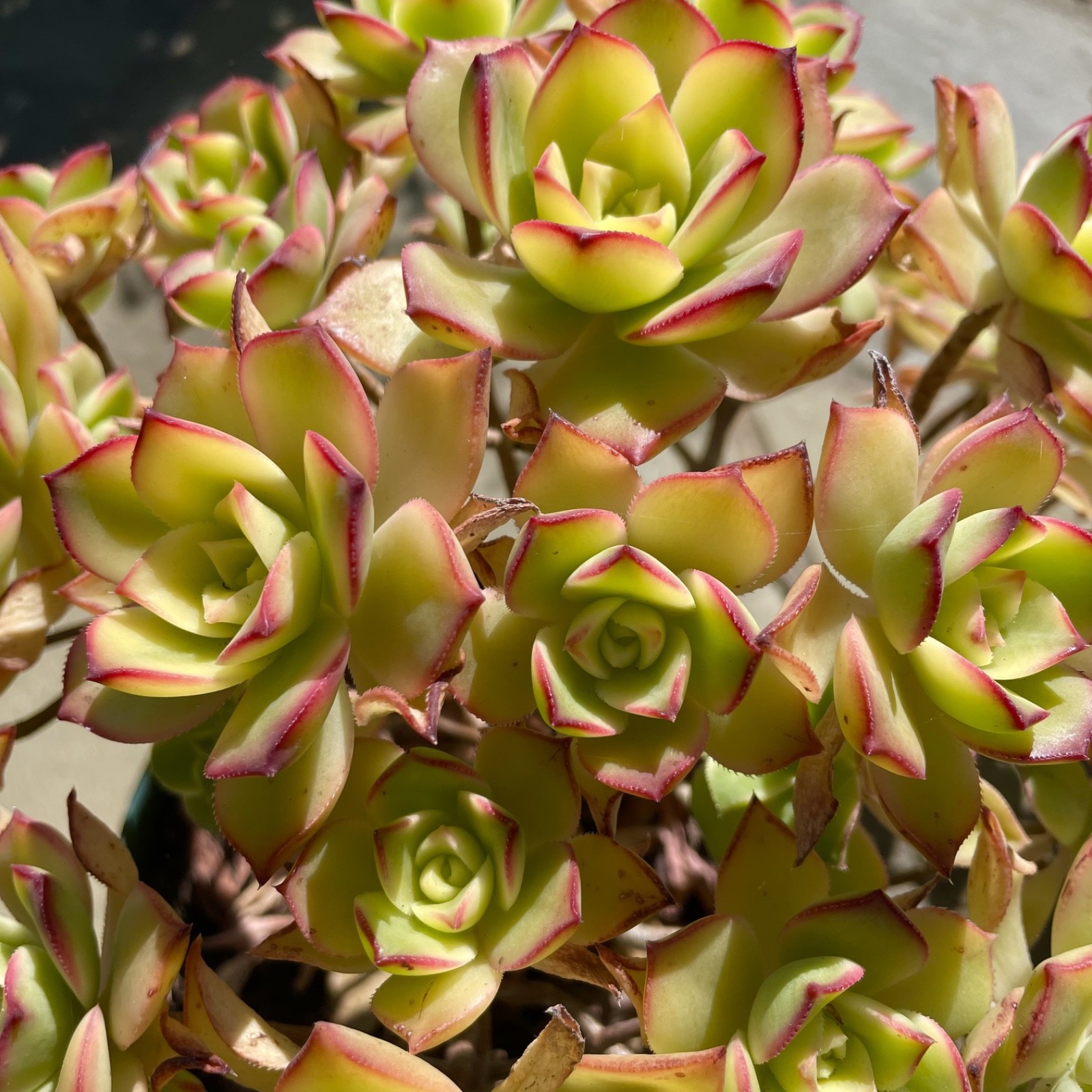 Rare Aeonium Kiwi Variegated Succulent Live Plant Unrooted Cutting 2-3 Inches