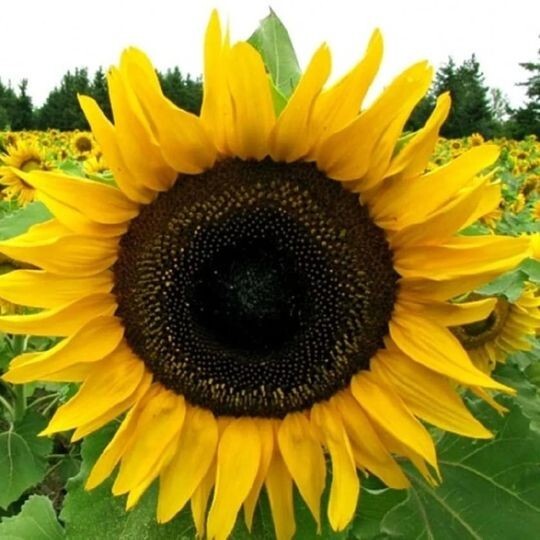8 Species Mix Variety Pack Sunflower Seeds – 50pcs/pack