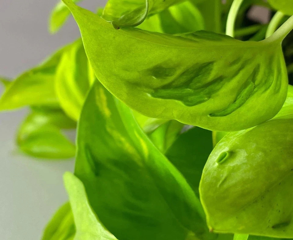 Rare!! Teruno Champs Elysees Pothos Fresh fully Rooted Cutting 2 to 3 leaves