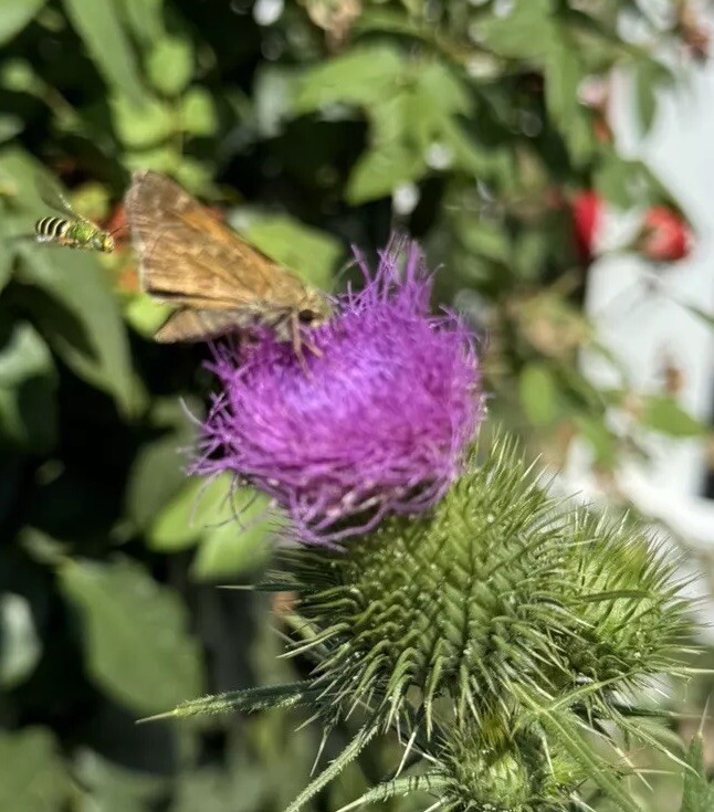 Scottish Thistle Seeds (50 Seeds) 2024