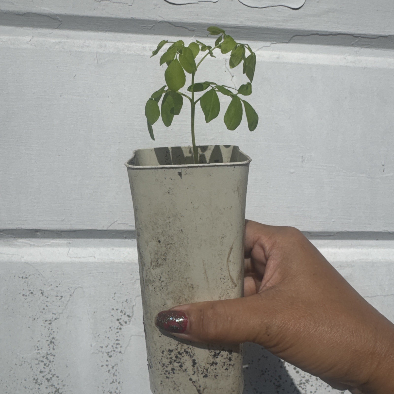 Moringa Live Plant 2-3 Inches + Miracle Tree Newly Sprouted No Pot Read
