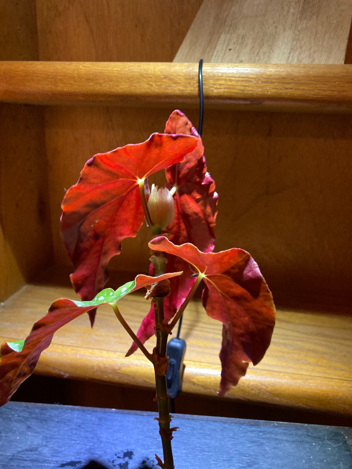 Begonia Maculata Polka Dot Begonia Live Potted House Plants Air Purifying