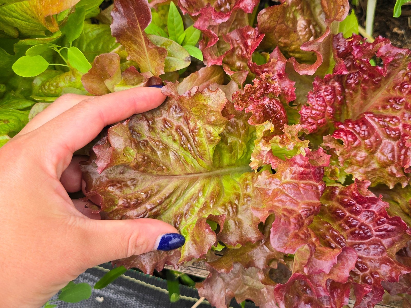 2000 Organic Ruby Red Lettuce Seeds Non Gmo Heirloom- With Bonus!