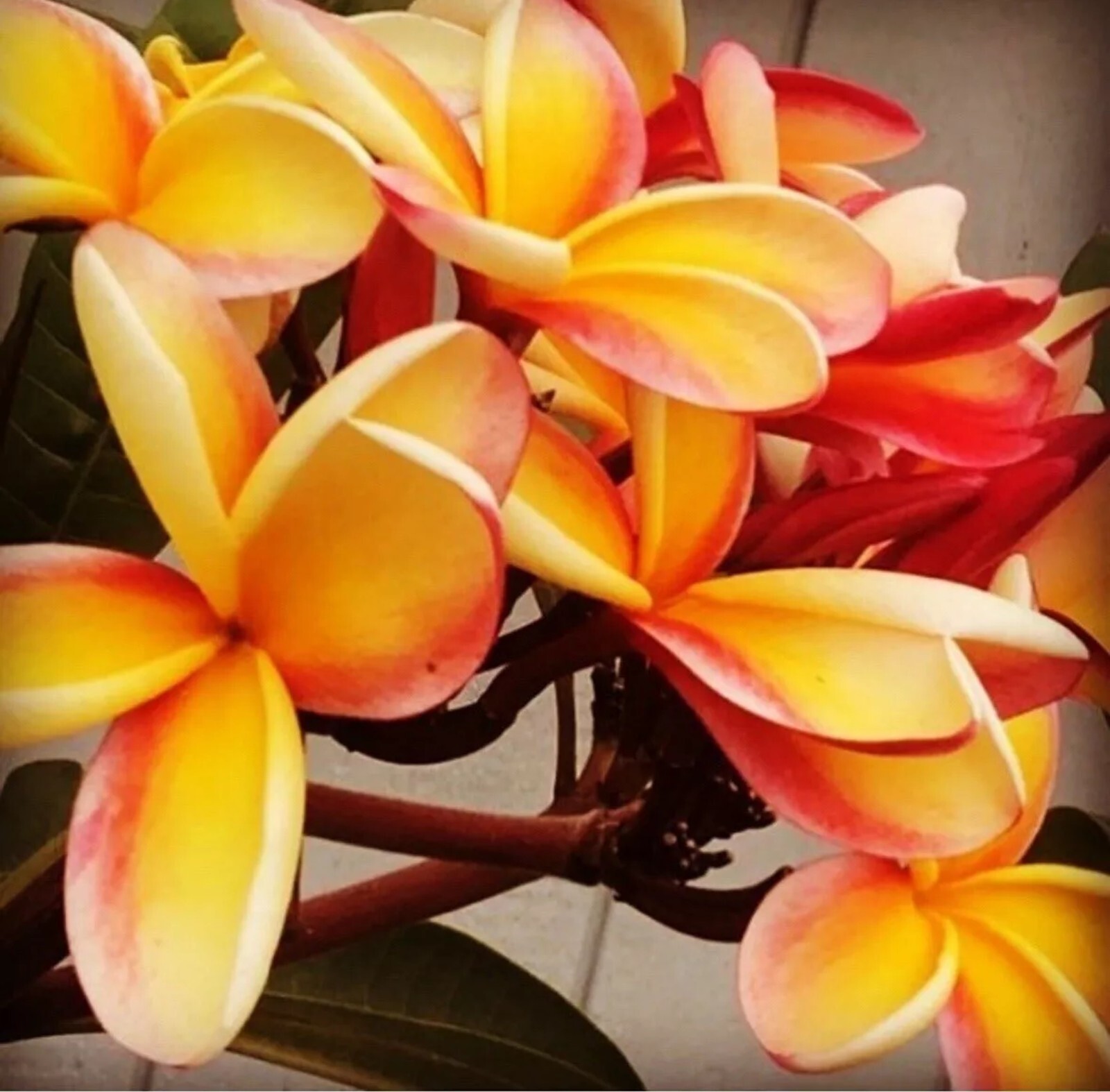10 Pink Orange Plumeria Seeds Perennial Flowers Flower Frangipani US SELLER