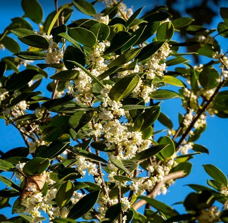 Fragrant Tea Olive Tree 3Gallon Outdoor Evergreen Osmanthus Fragrans Garden Tree