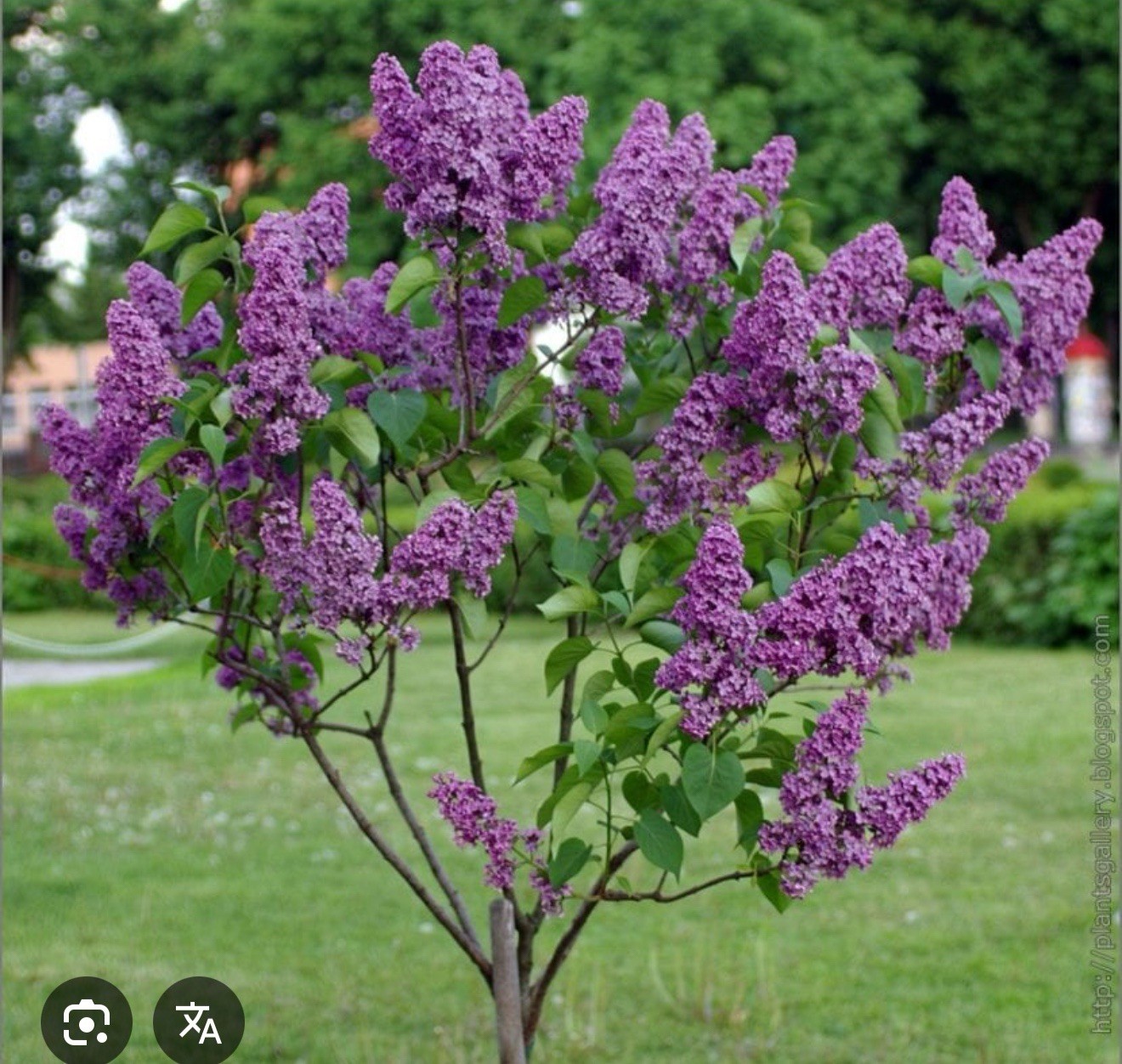 Congo Lilac~Syringa Vulgaris~Small Well Rooted STARTER Plant~4-8” Tall