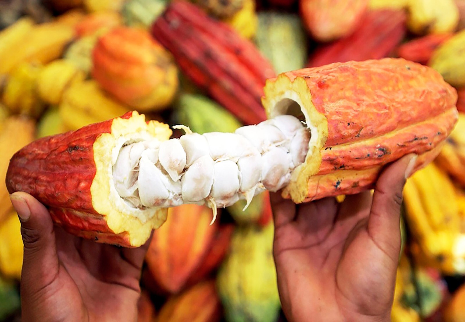 1 ORGANIC PACK PREMIUM FRESH WHOLE COCOA POD EXOTIC FRUIT FREE SHIPPING