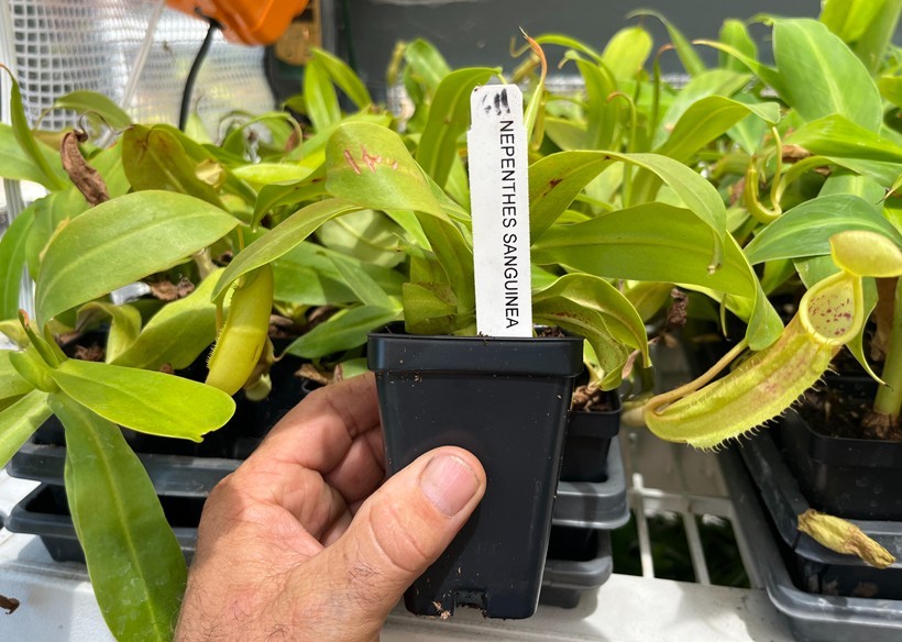 Carnivorous Plant Assortment – 4 Pack Mixed Species Collection – You Choose