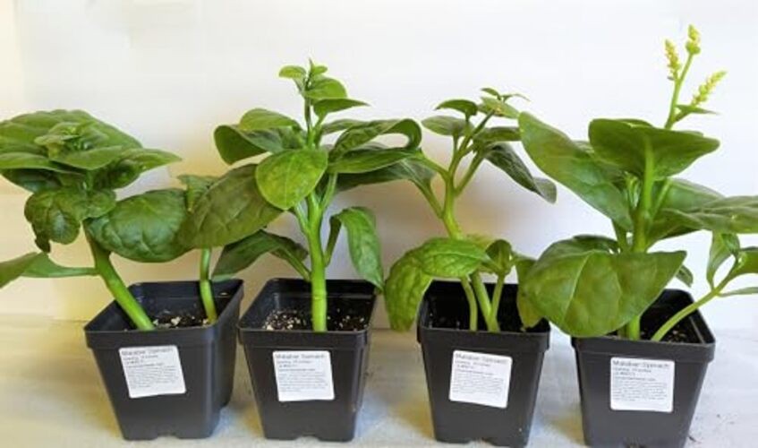 – Giant Malabar Spinach Seeds – – for 2026 Planting USA Garden Green 50+ Count