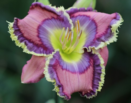2 Double Bareroot Fans Blue Martini Daylily