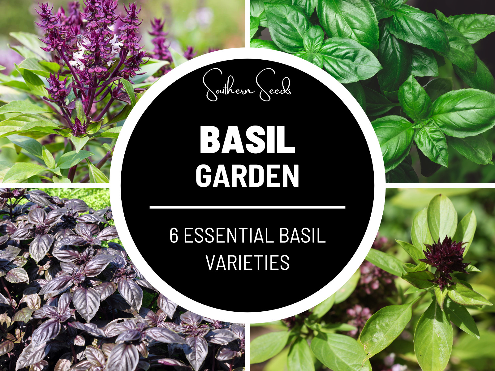 Basil Seed Collection – 6 Seed Varieties – Heirloom – Non-GMO