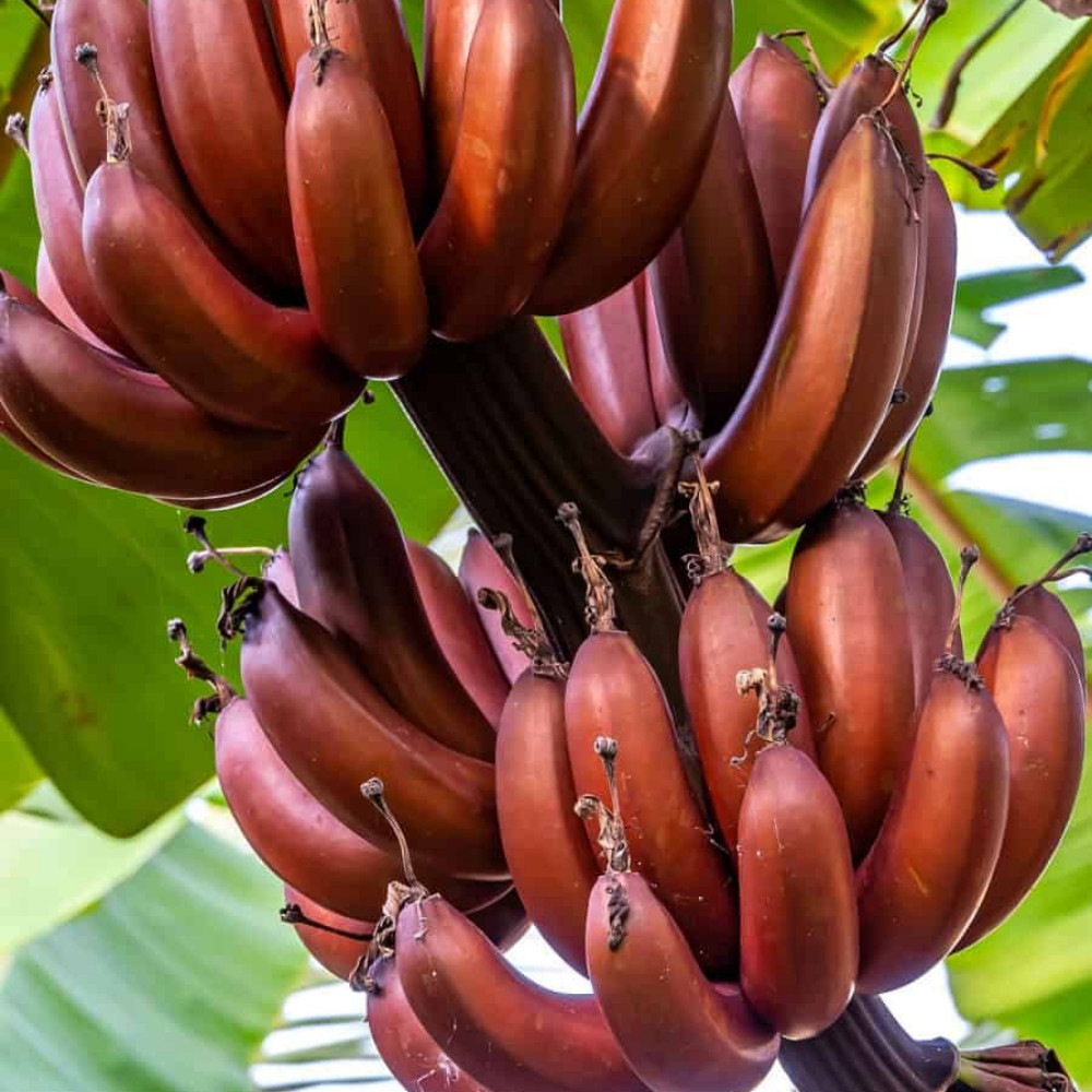 Red Cuban Banana Musa Live Plant 4-6 Inches Tall Rooted Tropical Plant