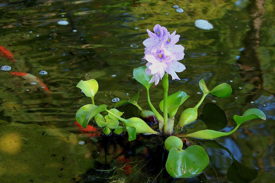 Kazen Aquatic 100% ORGANIC GROWN Water Hyacinth. (Pond plant)