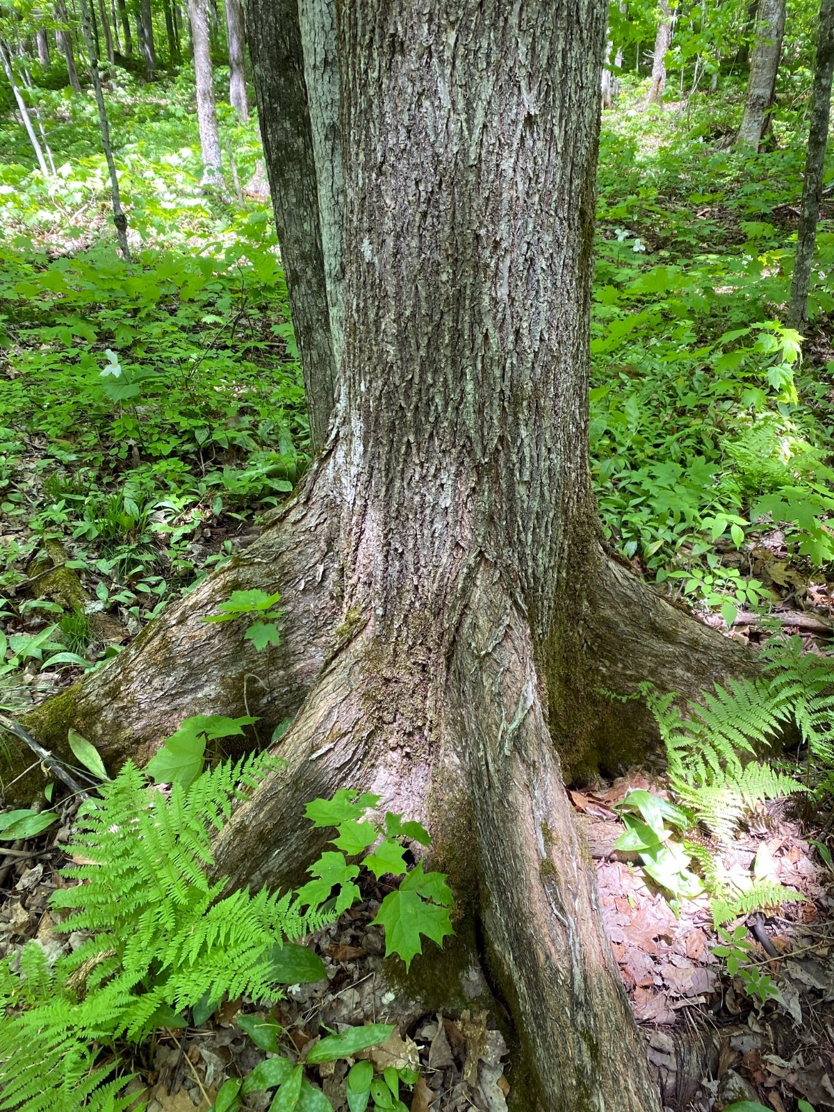 American White Elm Tree Seeds (Ulmus americana) Fast Growing Shade Tree, Hardy-2