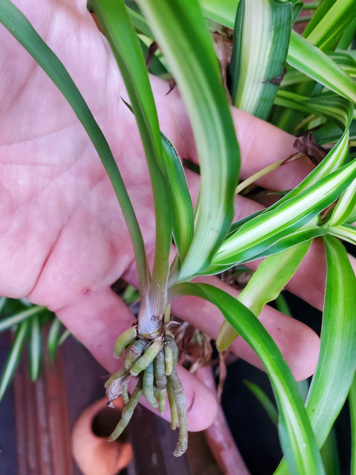 2 Dark Green Spider Airplane Plants Rooted Starts Live Plants