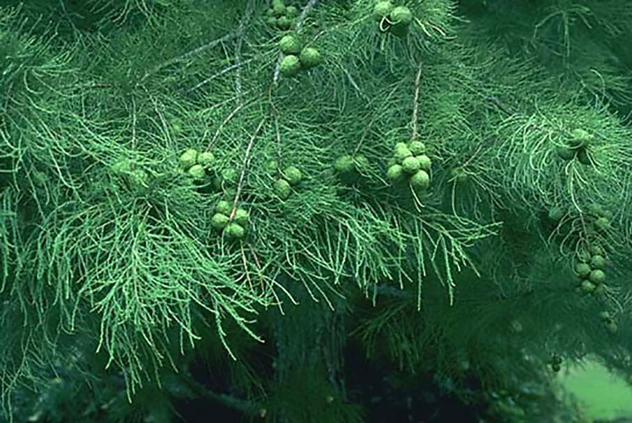 Bald Cypress, Taxodium distichum, Tree Seeds (Fast, Fall Colors, Hardy)