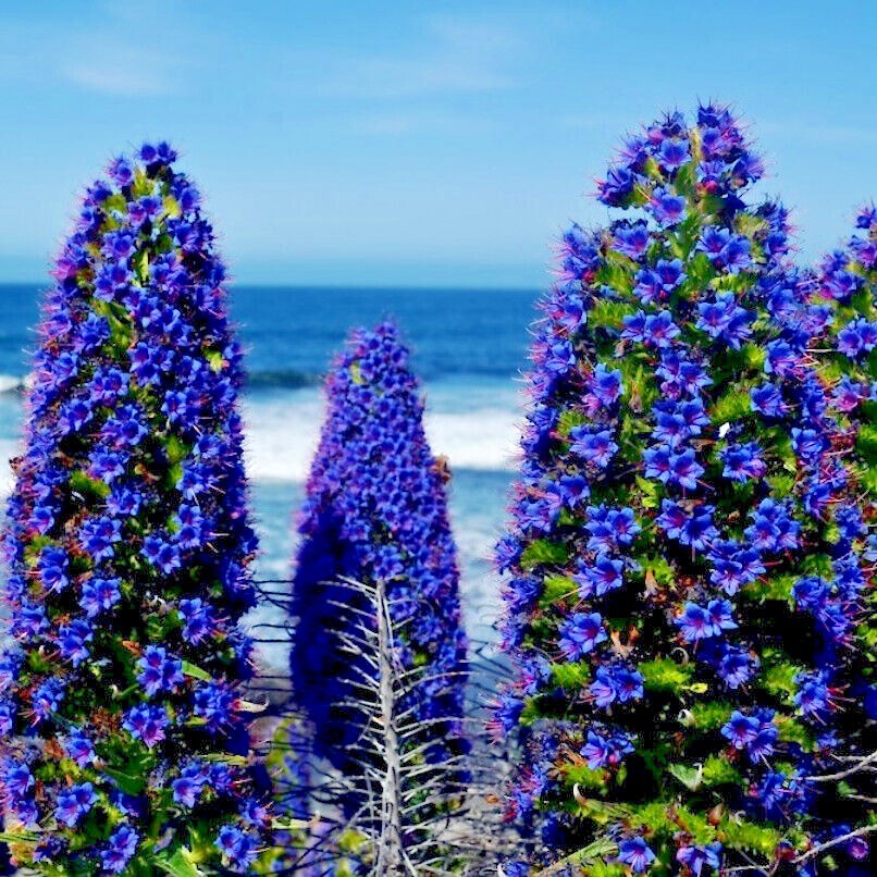 PRIDE OF MADEIRA Flower Seeds Echium fastuosum Blue Tower of Jewels Garden Plant