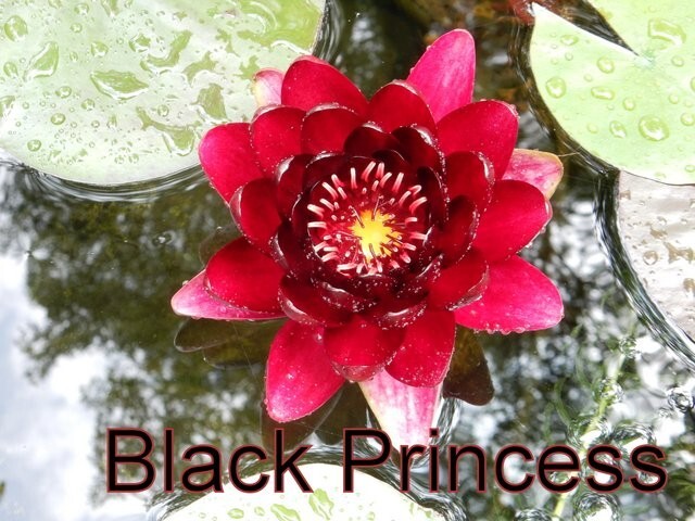 SUNFIRE water lily – hardy pond plant – FOR CHARITY – Nice tuber!