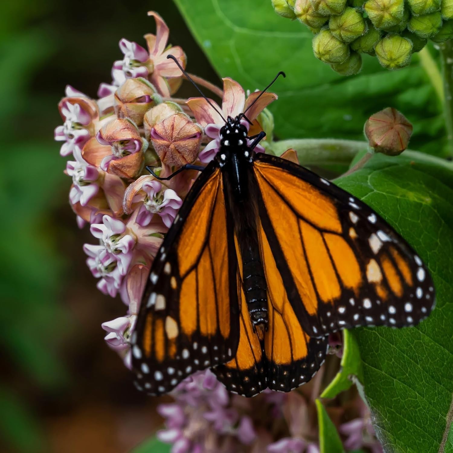 Common Asclepias Syriaca Milkweed Seeds – 1 Pack for Perennial Butterfly Blooms