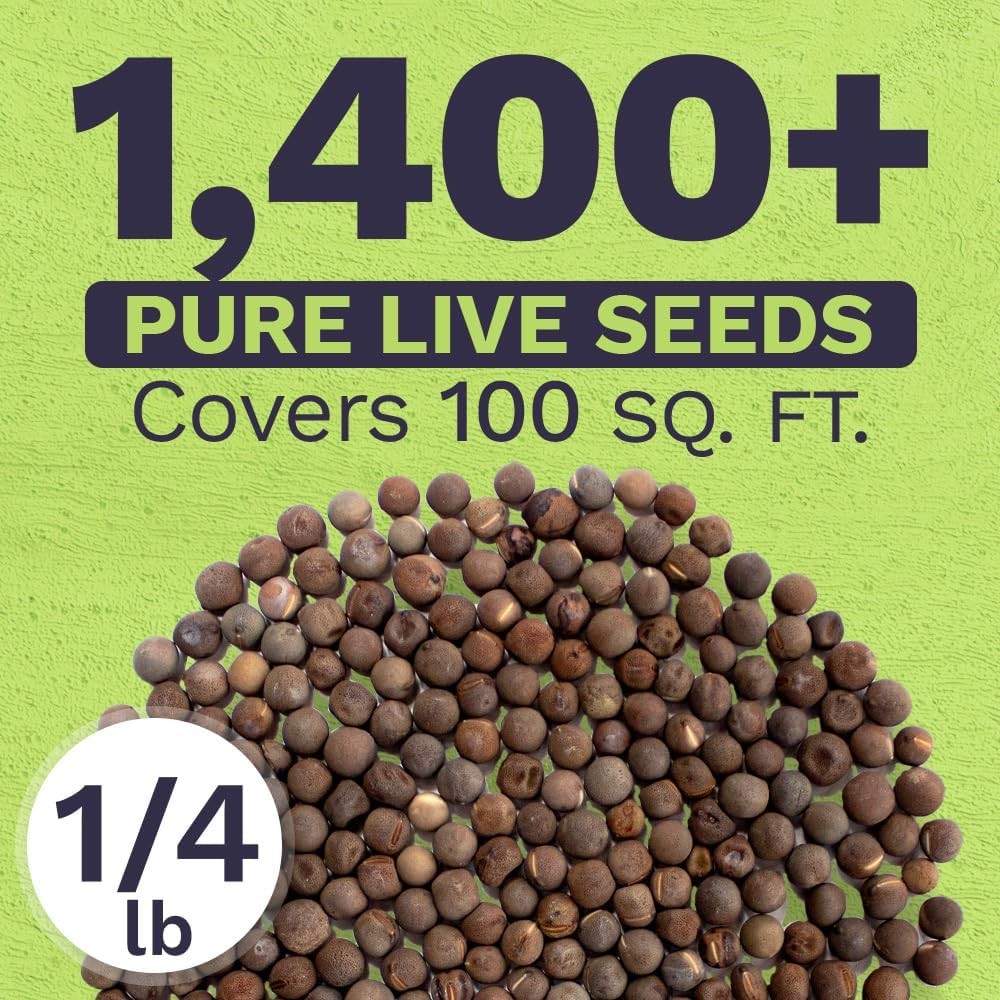 Sweet Pea Seeds Royal Mix – Bulk 1/4 Pound Bag – Over 1400 – Large Fragrant