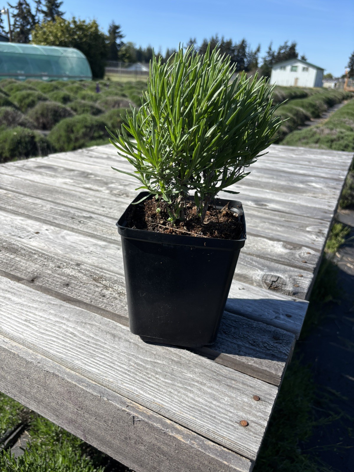 Live Folgate English Lavender Plant | 1 gallon Pot | Farm-Grown Sequim WA |